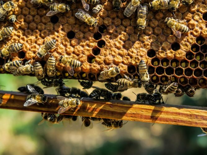 L’attribut alt de cette image est vide, son nom de fichier est apiary-1867537-min-1280x960-1-667x500.jpg.